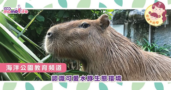 海洋公園教育頻道 認識可愛水豚生態環境 Momolife