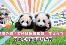 海洋公園「家姐細佬後援會」正式成立 見證大熊貓龍鳳胎成長